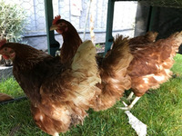 Warren hens for sale leicester
