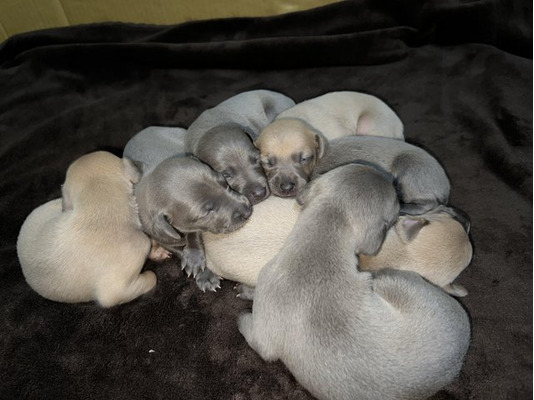 Italian Greyhound For Sale in Great Britain