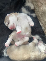 Beautiful Siberian huskies pups for sale