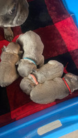 French bull puppies for sale