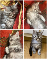 Gorgeous, cuddly, and bouncy, male Main Coon kitten for sale