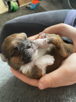 Lhasa apso, puppies for sale