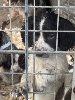 Lovely litter of cocker spaniels ready now | UKPets