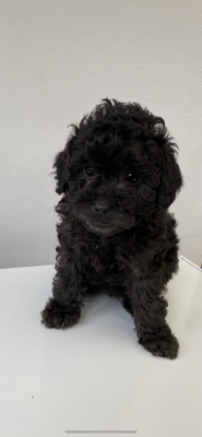 Toy Poodle For Sale in Lodon