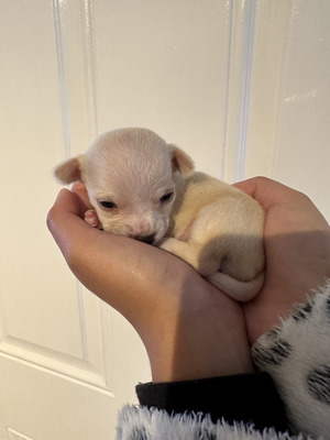 Available Chihuahuas