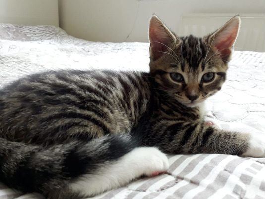 Tabby Cats and Kittens For Sale in the UK