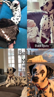 Dalmatian For Sale in the UK