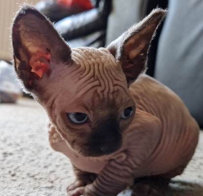 Sphynx Cats and Kittens For Sale in the UK