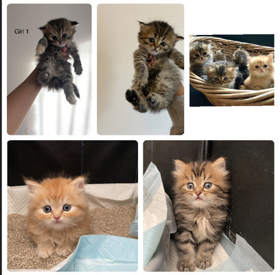 Persians For Sale