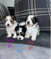 Biewer Terriers for Rehoming