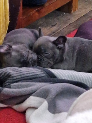 French Bulldogs for Rehoming