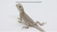 High End Bearded Dragons Hypo Zeros Translucents Normals