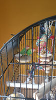 Pair of lovebirds in READING for sale £80 or plus cage and accessories £120