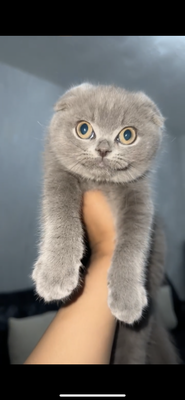 Scottish Fold For Sale in Great Britain