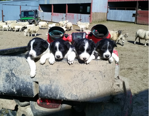 Border Collie For Sale in the UK