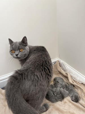 British Shorthair for Rehoming