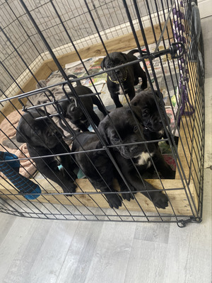 Cane Corso For Sale in the UK