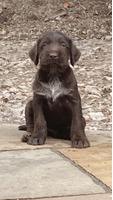 German Wirehaired Pointer Advertisement UK Pets