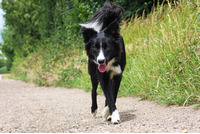 High drive Border Collie for stud