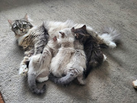 2 Beautiful Siberian x  Kittens For Sale.(Mum is siberian x ragdoll & Dad is siberian x Bengal )