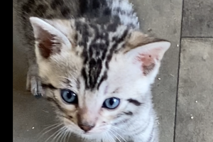 Beautiful charcoal silver tica registered bengal kittens for sale