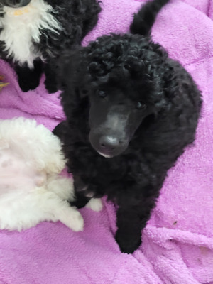 Available Poodles