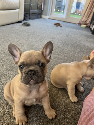 French Bulldog Puppies For Sale | UKPets