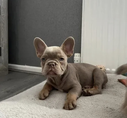 Isabella Shade French Bulldog Puppies for Sale | UKPets