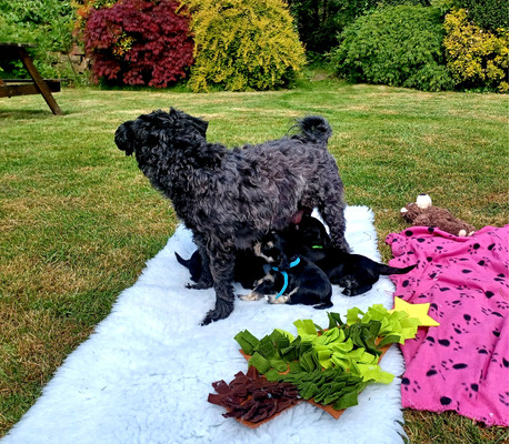 Miniature Schnauzer for Rehoming