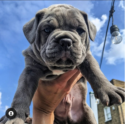 Oeb puppies sale for sale