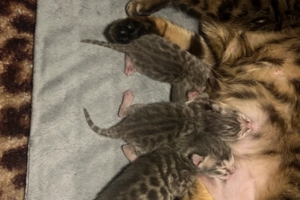 RARE - BLUE TICA REGISTERED BENGAL KITTENS FOR SALE