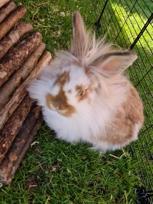 Lionhead For Sale in the UK