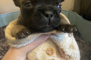 8 beautiful French bulldog puppies for sale