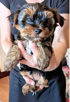 Beautiful Purebred Yorkie Puppies For Sale