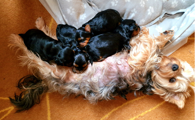Available Yorkshire Terriers