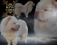 Chow Chow Dogs Breed