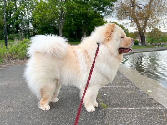 Chow Chow Dogs Breed