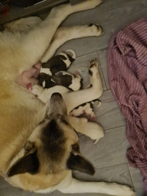 Rare coloured American Akita puppies for sale | UKPets