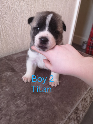 Rare coloured American Akita puppies for sale | UKPets