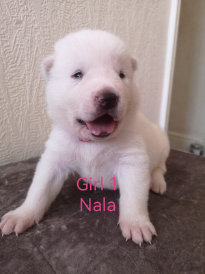 Rare coloured American Akita puppies for sale | UKPets