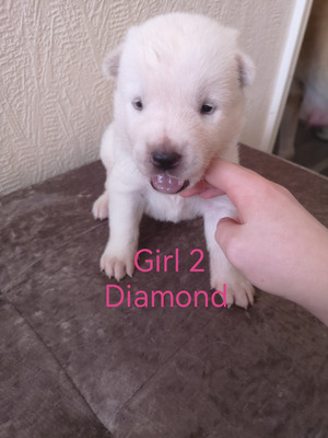 Rare coloured American Akita puppies for sale | UKPets