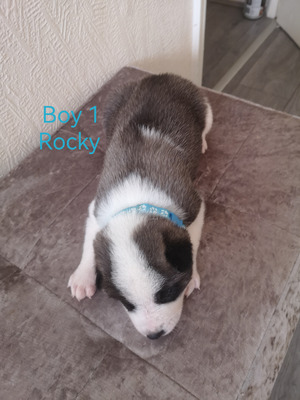 Rare coloured American Akita puppies for sale | UKPets