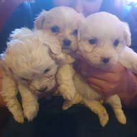 3 Bishion frise Puppies for Sale