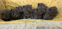 8 pure blue British shorthair kittens for sale