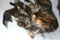 Slaves required for Pure Breed, Tica Registered, Maine Coon Kittens For Sale