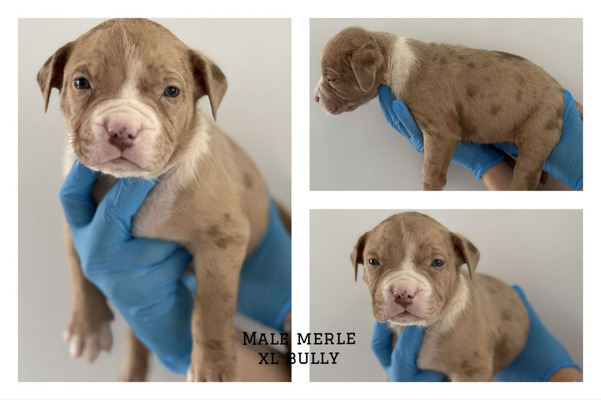 Boyles bloodline outlet puppies for sale