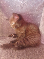 Beautiful black tabby/black and white long haired kittens for sale