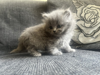 British short hair and long hair kittens for sale