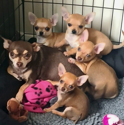 Chihuahua for Rehoming