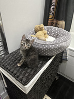 Kitten for sale